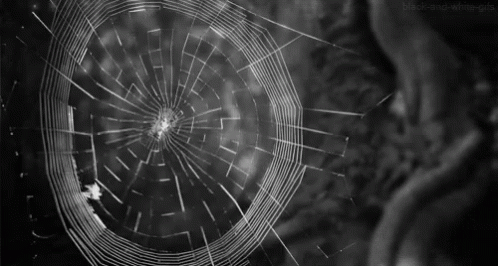 Spider Web GIF - Spider Web GIFs