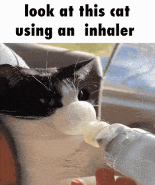Inhaler Inhaler Cat GIF - Inhaler Inhaler Cat Cat Inhaler GIFs