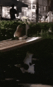 a black and white cat sitting on a wooden bench at night