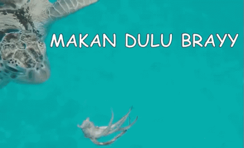 Turtle Makan Dulu Brayy GIF - Penyu Pulau Redang Makan Dulubrayy GIFs