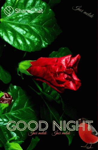 Good Night For You GIF - Good Night For You शुभरात्रि GIFs