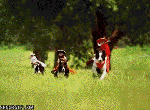 Calvary Dog GIF - Calvary Dog Monkey GIFs