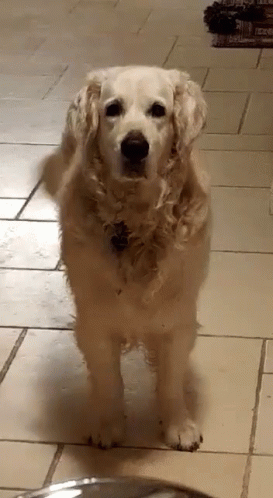 Snowey Dog GIF - Snowey Dog Golden Retreiver GIFs