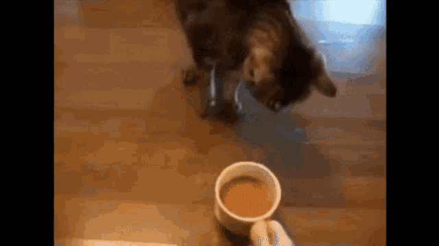 Is Coffee Bad For Cats GIF - Is Coffee Bad For Cats GIFs