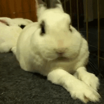 a white rabbit is laying down on a carpet in a cage .