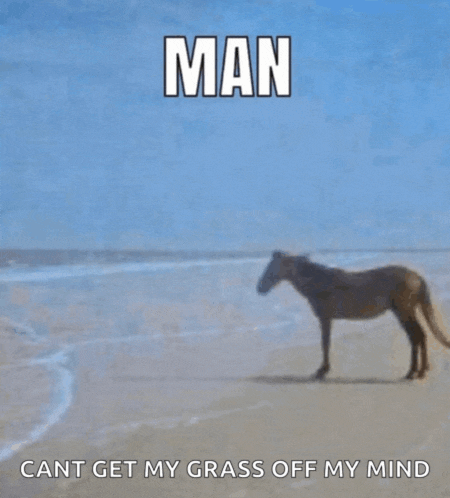 a horse standing on a beach with the words man cant get my grass off my mind below it