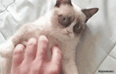 a grumpy cat is laying on a bed with a person 's hand on it .