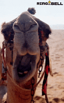 a close up of a camel 's face with the words ring the bell behind it