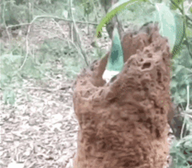 a close up of a tree stump in the woods