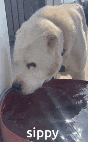 a white dog drinking water from a red barrel with sippy written on it