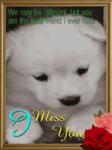 a picture of a puppy with the words " we may be different but you are the best friend i ever had " on it