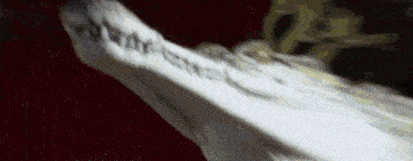 a close up of a statue of a horse 's skeleton with the word ' liberty ' written on it .