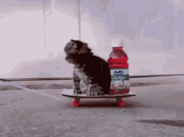 Cat Skateboard Skateboard GIF - Cat Skateboard Skateboard Cat GIFs