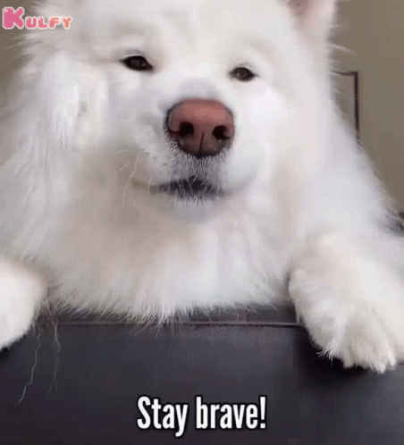 Stay Brave Dog GIF - Stay Brave Dog Pet GIFs