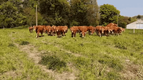 Cows Hurry GIF - Cows Hurry Together GIFs