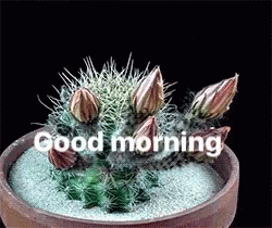 Kalikant Chaudhary Cactus GIF - Kalikant Chaudhary Cactus Good Morning GIFs