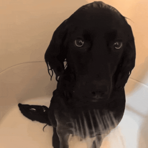 a black dog sitting in a bathtub looking up at the camera