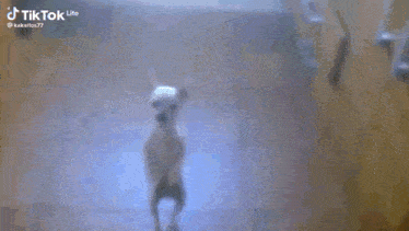 a small white dog is standing on its hind legs and looking at the camera .