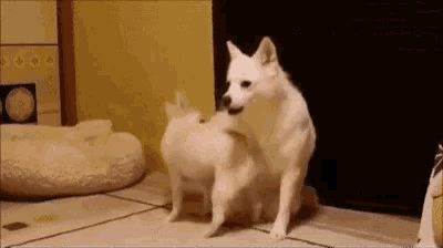 two white dogs are playing with each other on the floor .