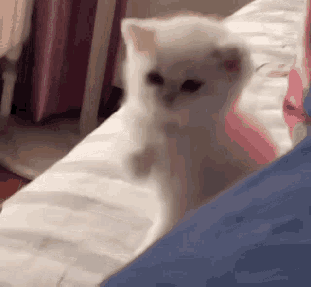 Kitten Cute GIF - Kitten Cute Aww GIFs