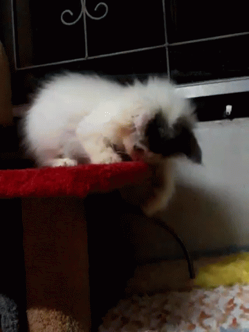 Cats Kittens GIF - Cats Kittens Playing GIFs