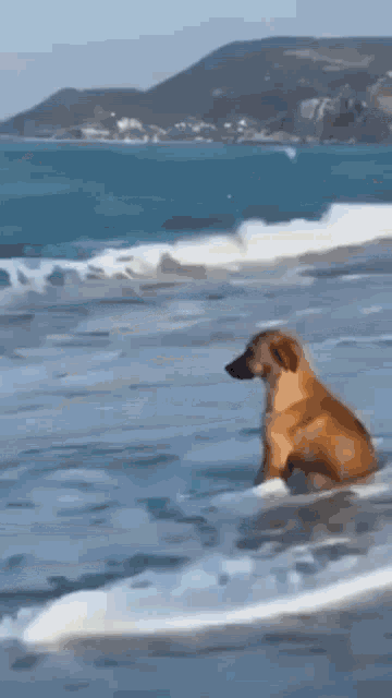 Beach Dog GIF - Beach Dog Thinking GIFs