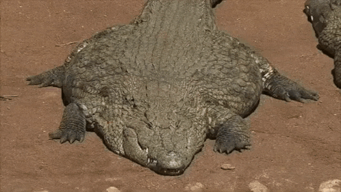 a close up of a crocodile with its mouth open and the word fuckin behind it