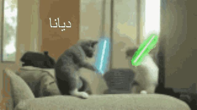 two cats are playing with lightsabers in a living room with arabic writing on the wall
