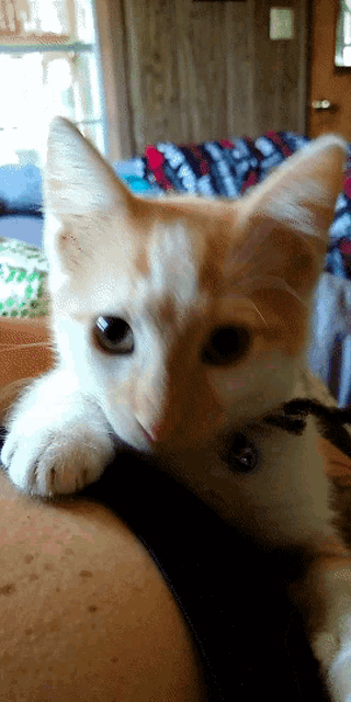 a close up of a kitten laying on someone 's arm