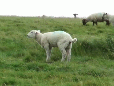 She'S Allergic To Wool GIF - Sheep GIFs