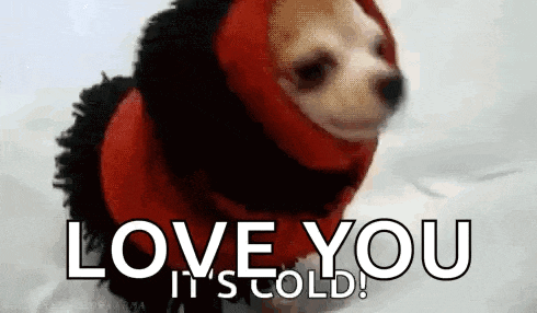 a small dog wearing a red sweater with the words `` love you it 's cold '' above it .