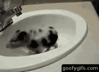 Funny Animals Water GIF - Funny Animals Water Sink GIFs