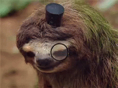 Sloth Swine GIF - Sloth Swine Mrw GIFs