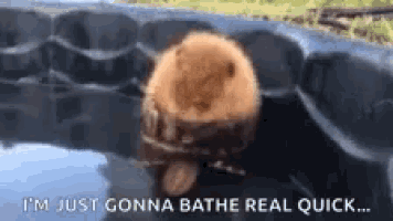 a beaver is taking a bath in a pool .