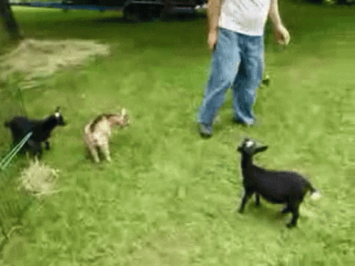 Goat Kick GIF - Goat Kick Funny GIFs