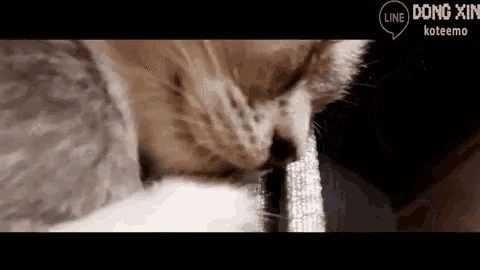 a close up of a cat 's face with a speech bubble that says line dong xin