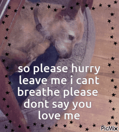 a picture of a dog with the words so please hurry leave me i cant breathe please dont say you love me on it