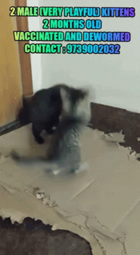 Kittens Two Male Very Playful Kittens GIF - Kittens Two Male Very Playful Kittens For Adoption GIFs