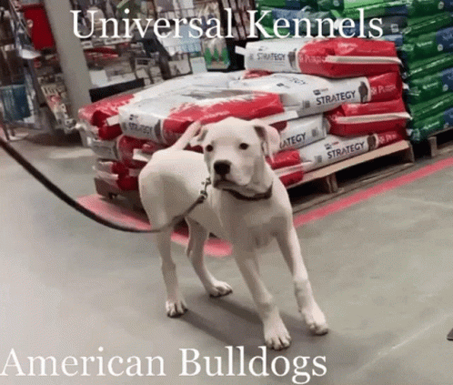 American Bulldogs GIF - American Bulldogs GIFs