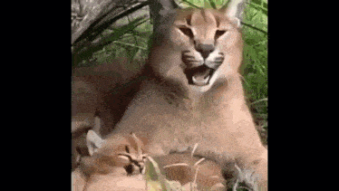 a cat is laying in the grass with two kittens on its lap .