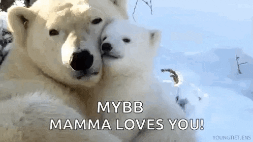 a couple of polar bears hugging each other in the snow with the words `` mybb mamma loves you '' .