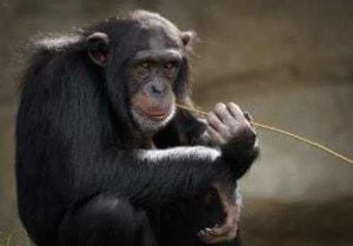 Chimpance GIF - Chimpance GIFs