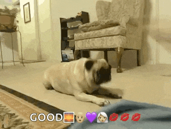 a pug dog is laying on the floor in a living room next to a chair