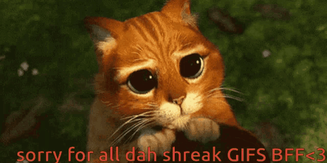 a sad cat with the words sorry for all dah shreak gifs bff3 on the bottom