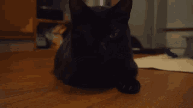 a black cat is laying on a wooden floor and looking at the camera