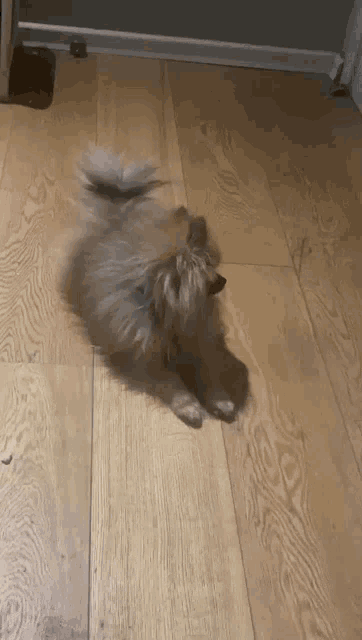 a small dog is laying down on a wooden floor