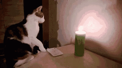 a cat is sitting on a table next to a candle .