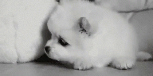 Sleepy Puppy GIF - Sleepy Dog Cute GIFs