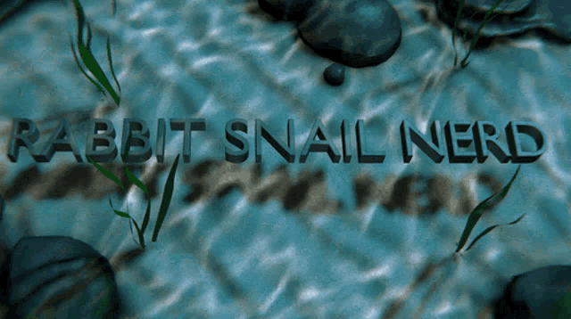 Rabbit Snail GIF - Rabbit Snail Nerd GIFs