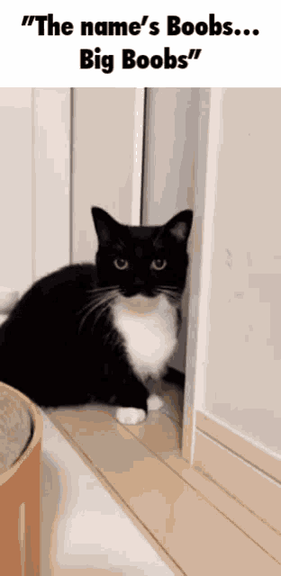 a black and white cat is standing next to a wall and says " the name 's boobs ... big boobs "